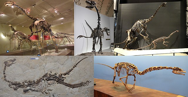 Where Were Oviraptor Fossils Found?