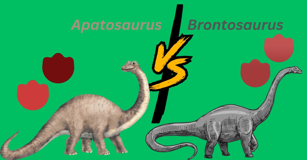 Apatosaurus dinosaur: