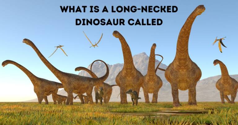 What is a Long-Necked Dinosaur Called?