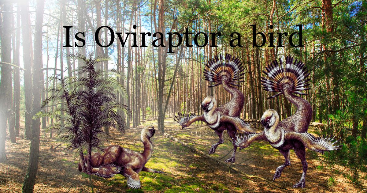 Is Oviraptor a bird? Unraveling the mystery