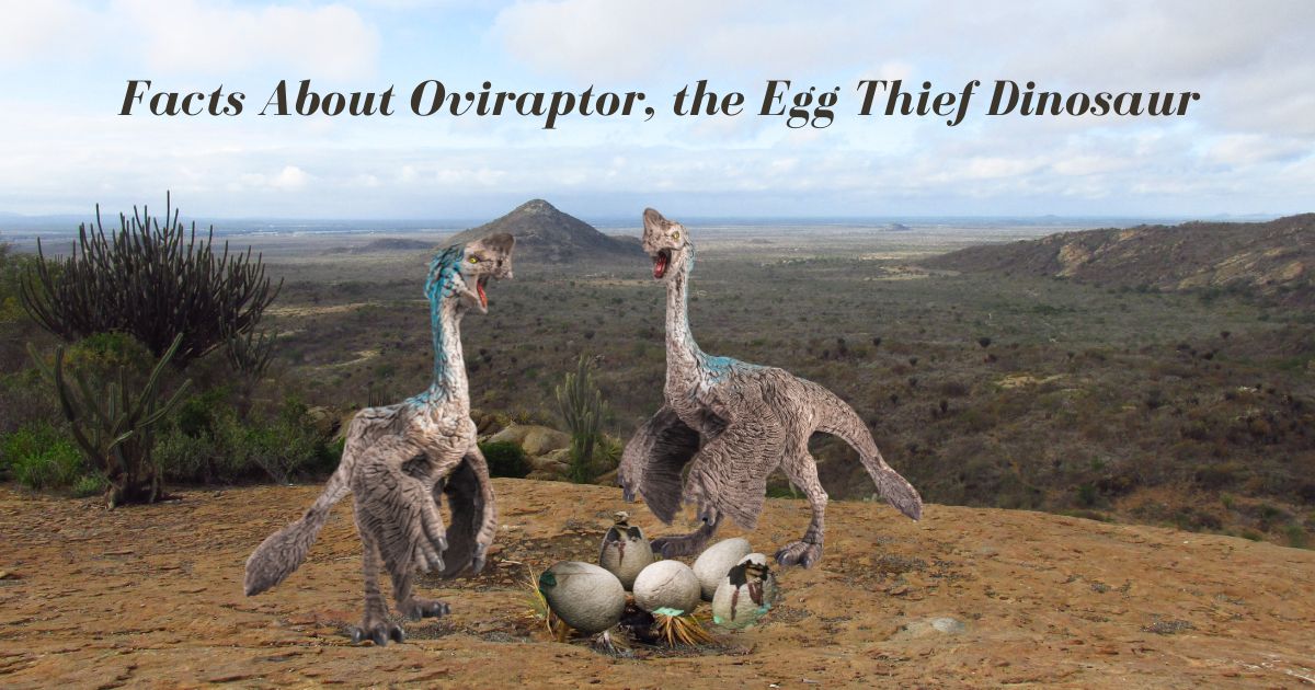 Facts About Oviraptor, the Egg Thief Dinosaur