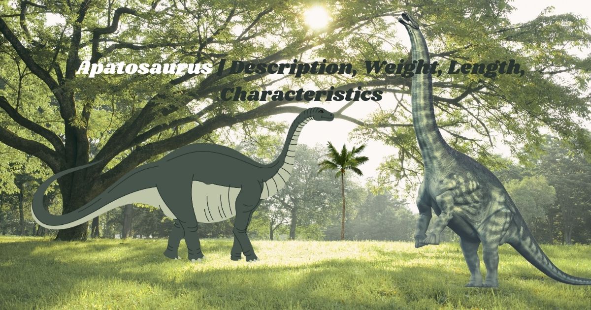 Apatosaurus | Description, Weight, Length, Characteristics