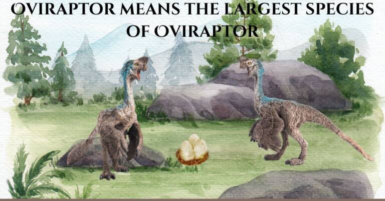 Meaning of Oviraptor What is the largest species of Oviraptor?