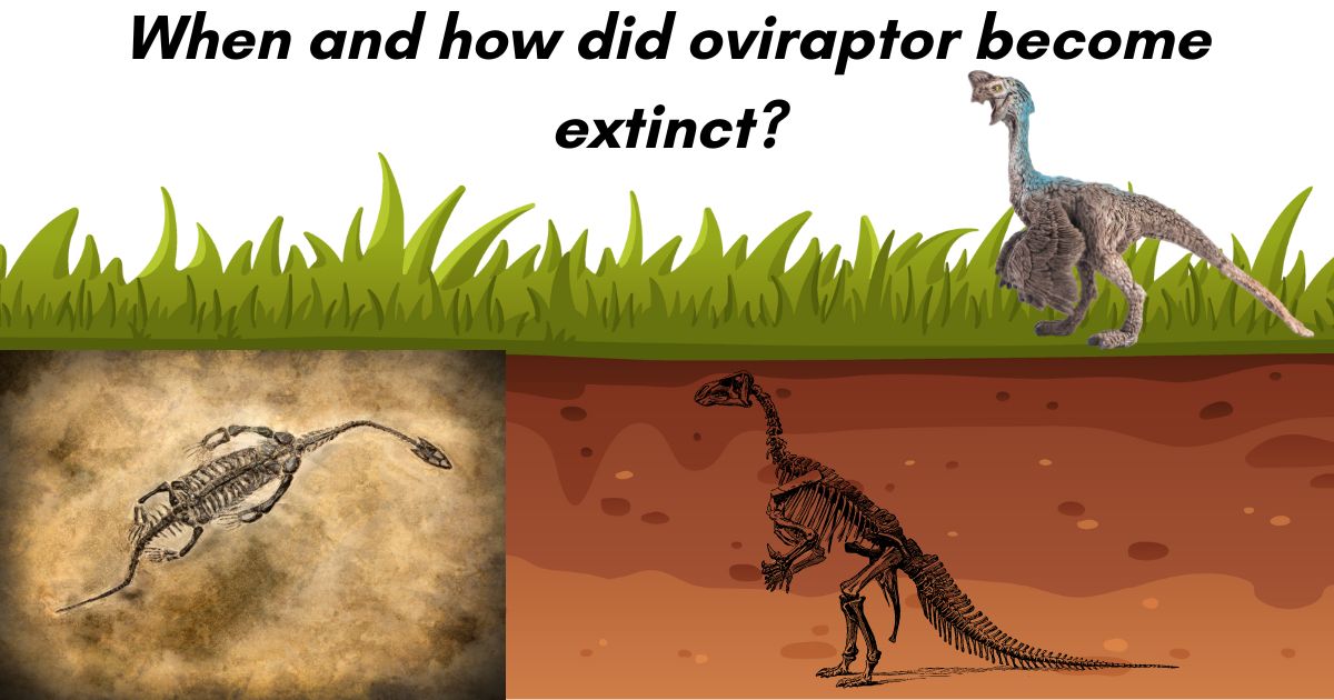 When and how did oviraptor become extinct?