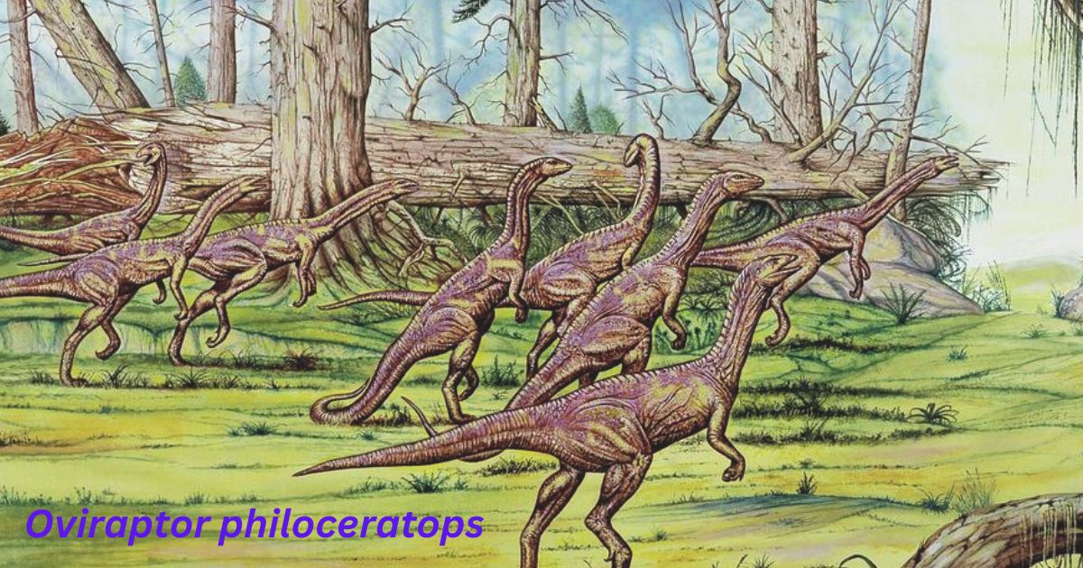 Significance of Oviraptor philoceratops in Paleontology