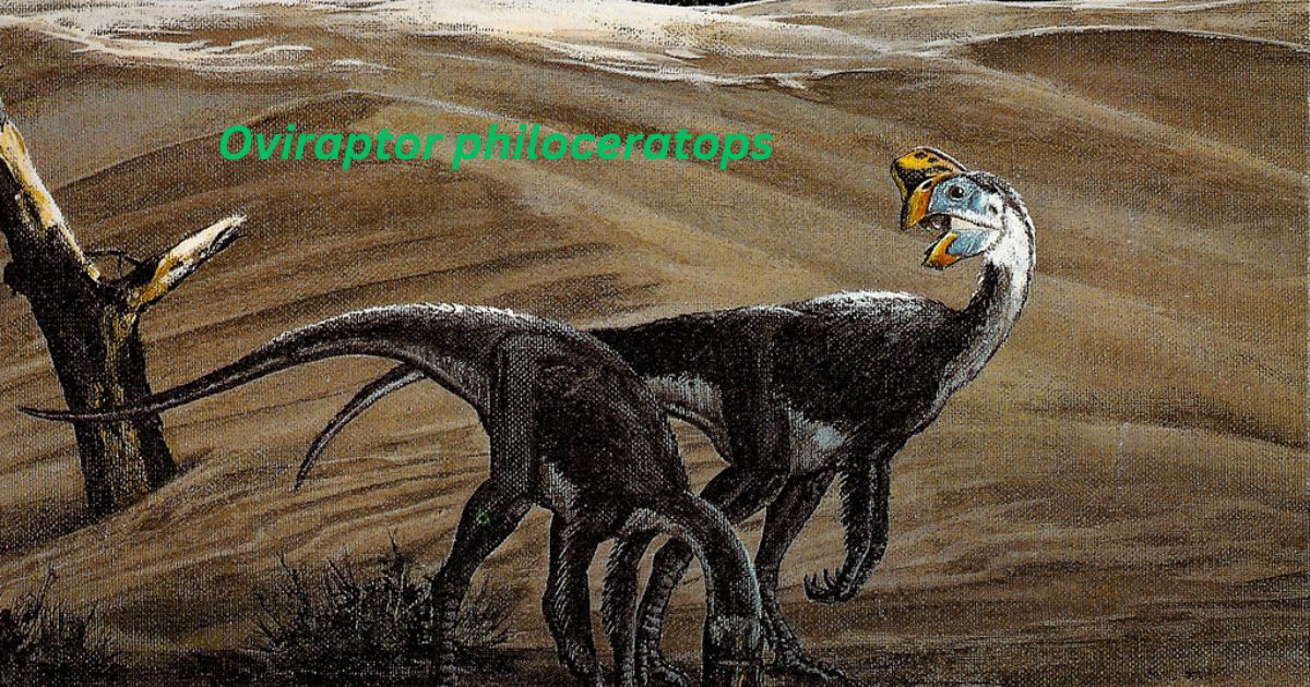  Significance of Oviraptor philoceratops in Paleontology