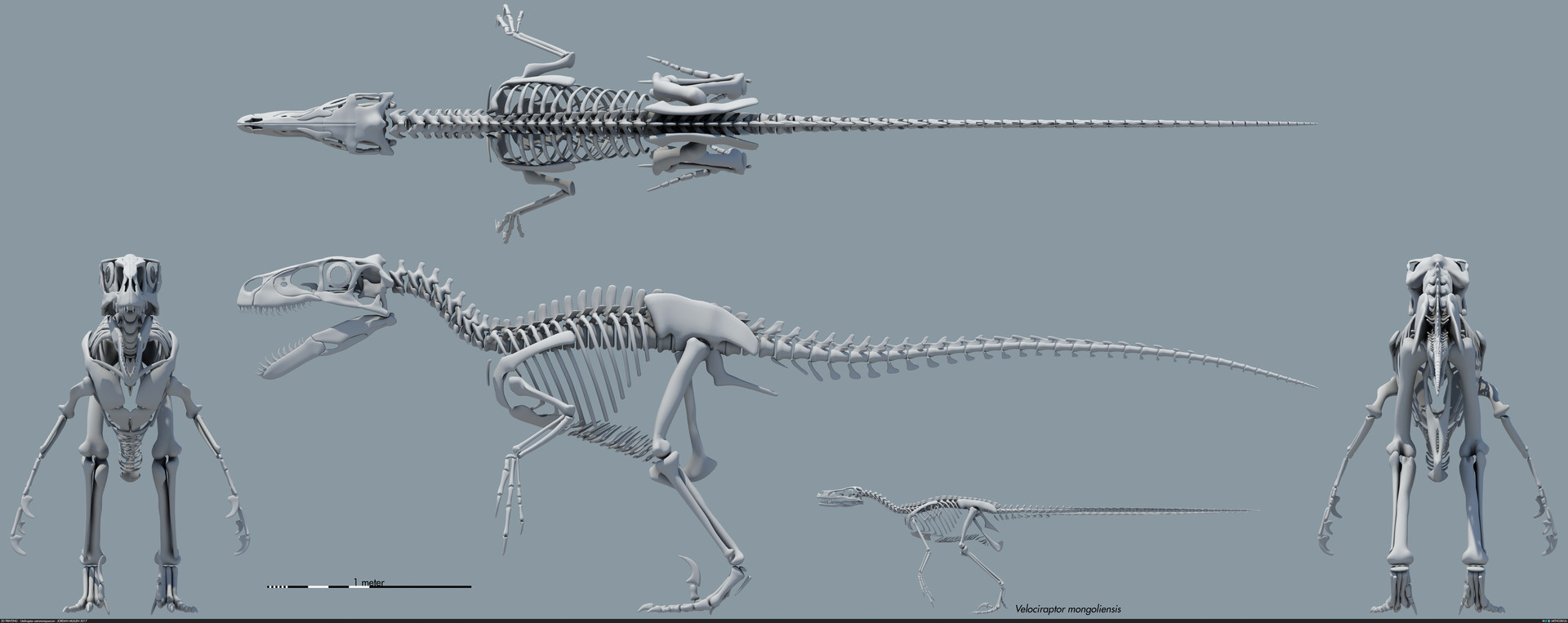 The Velociraptor Skull: A Window into the Fierce Predator of the Late Cretaceous