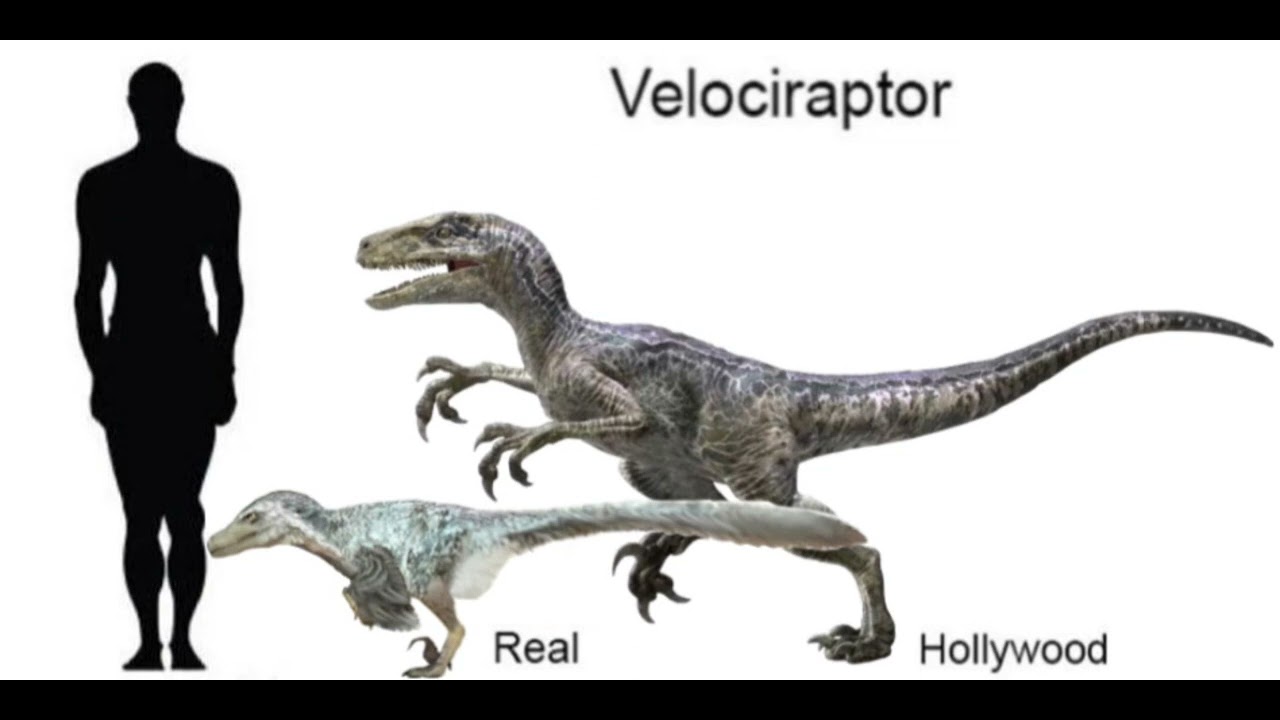 How Tall Was the Velociraptor When Fully Grown?