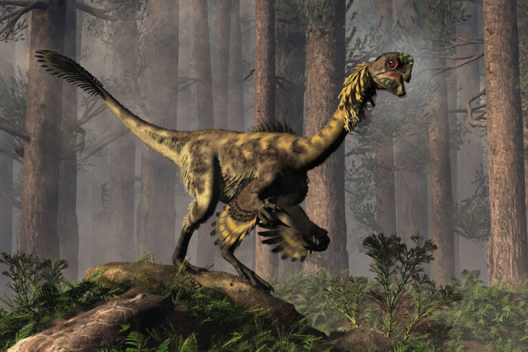 Were Oviraptors Adapted to Eating Specific Plants or Animals?