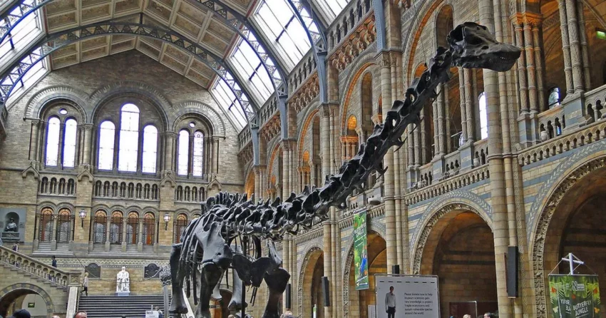 Is There a Rex at the Natural History Museum London?